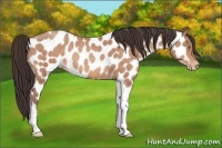 Horse Color:Amber Champagne Tobiano Appaloosa 