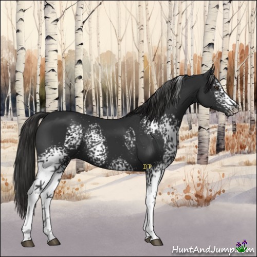Horse Color:White Spotted Liver Chestnut