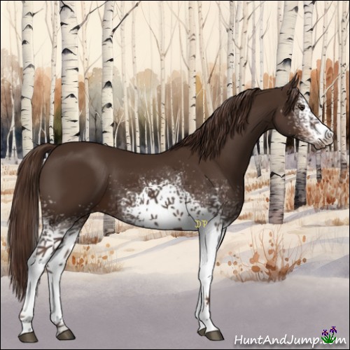 Horse Color:White Spotted Liver Chestnut 