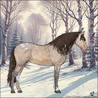 Horse Color:Bay Ice Dun Appaloosa 