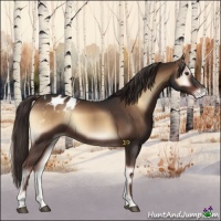 Horse Color:Liver Red Onyx Appaloosa 