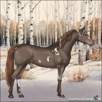 Horse Color:White Spotted Liver Chestnut 