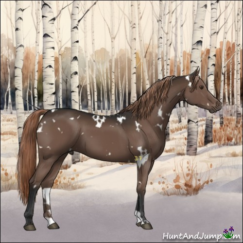 Horse Color:White Spotted Liver Chestnut 