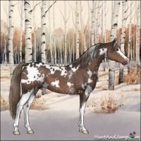 Horse Color:White Spotted Liver Chestnut 