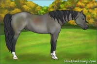 Horse Color:Grullo 