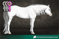Horse Color:Brown Dun Sabino