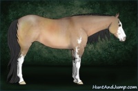 Horse Color:Brown Dun Sabino 