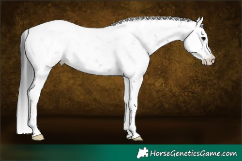 Horse Color:Grullo Sabino 