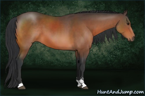 Horse Color:Bay Sabino 