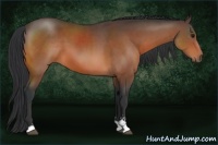 Horse Color:Bay Sabino 