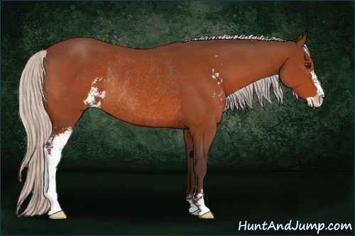 Horse Color:Silver Brown Sabino Rabicano 