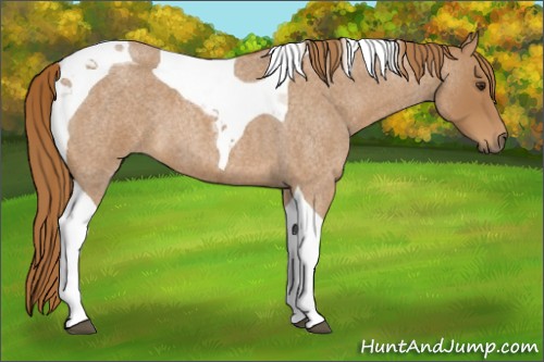 Horse Color:Red Roan Tobiano
