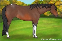 Horse Color:Bay Roan Tobiano