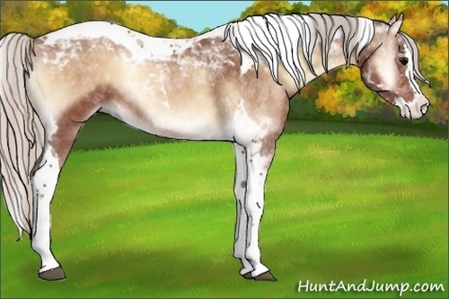 Horse Color:Silver Bay Onyx Splash Tobiano 