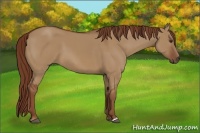 Horse Color:Unknown 