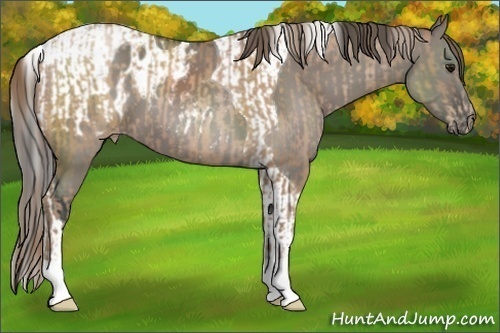 Horse Color:Black Pearl  and Grullo Tobiano Appaloosa 