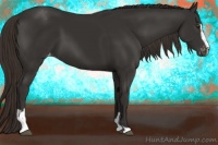 Horse Color:Liver Chestnut Sabino Varnish