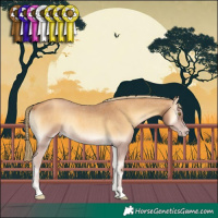 Horse Color:Gray Gold Champagne Roan Onyx Mushroom