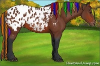 Horse Color:Painted Bay Appaloosa