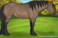 Horse Color:Brown Dun 