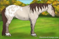 Horse Color:Sable Champagne Ice Dun Appaloosa 