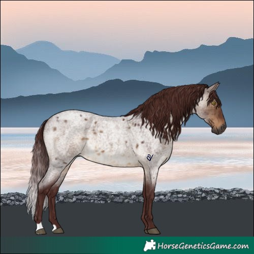 Horse Color:Gray Chocolate Brown Roan Dun Brindle