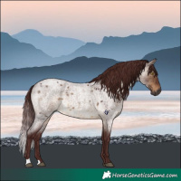 Horse Color:Gray Chocolate Brown Roan Dun Brindle 