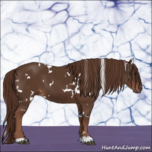 Horse Color:White Spotted Liver Chestnut 