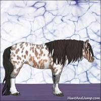 Horse Color:Bay Ice Appaloosa