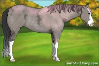 Horse Color:Grullo Ice Sabino Splash Rabicano 