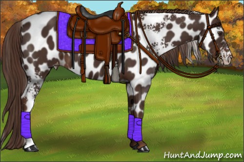 Horse Color:White Spotted Liver Chestnut Appaloosa 