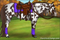 Horse Color:White Spotted Liver Chestnut Appaloosa 