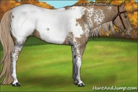 Horse Color:White Spotted Chocolate Palomino Appaloosa 
