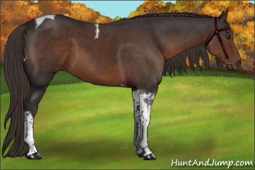 Horse Color:Liver Chestnut Sabino Tobiano 