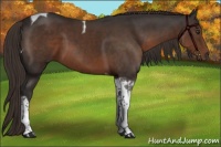 Horse Color:Liver Chestnut Sabino Tobiano 