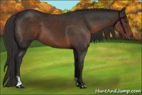 Horse Color:Liver Chestnut Sabino 