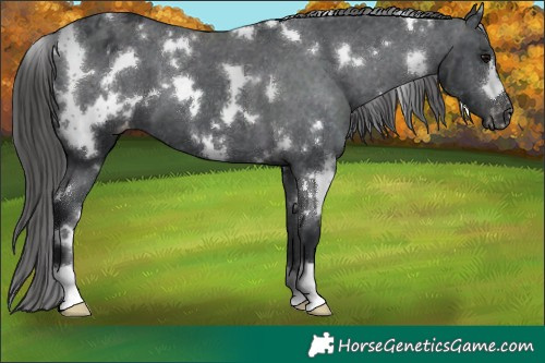 Horse Color:White Spotted Black Appaloosa