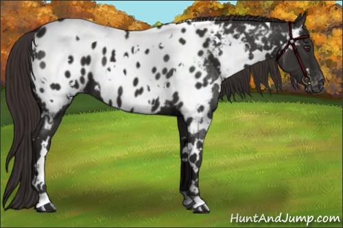 Horse Color:White Spotted Liver Chestnut Appaloosa 
