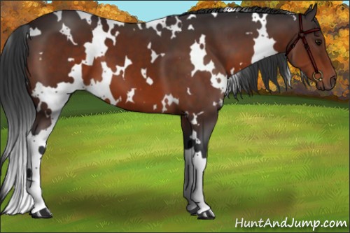 Horse Color:White Spotted Bay 