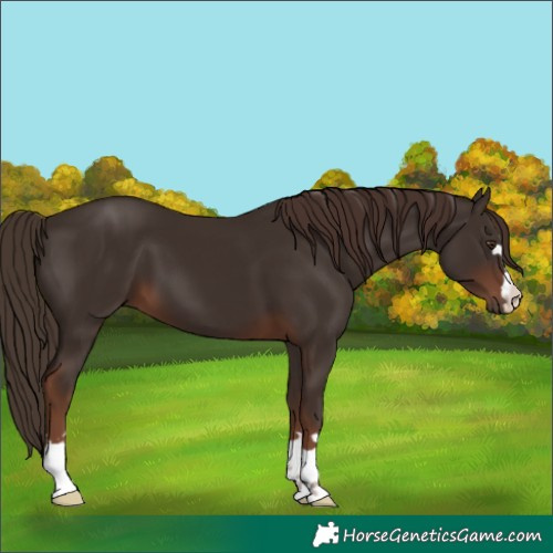 Horse Color:Liver Chestnut 