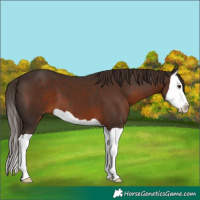 Horse Color:Liver Chestnut Splash 