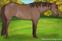 Horse Color:Chocolate Brown Dun 