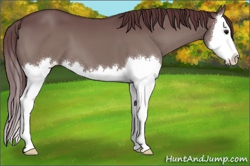 Horse Color:Chocolate Grullo Splash