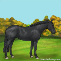 Horse Color:Black 