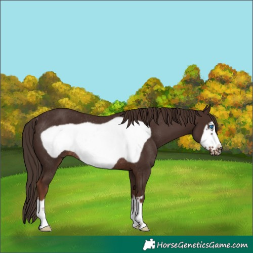Horse Color:Liver Chestnut Frame Rabicano 