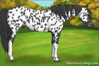 Horse Color:Black Tobiano Near Leopard 