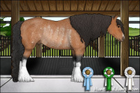 Horse Color:Bay Rabicano 