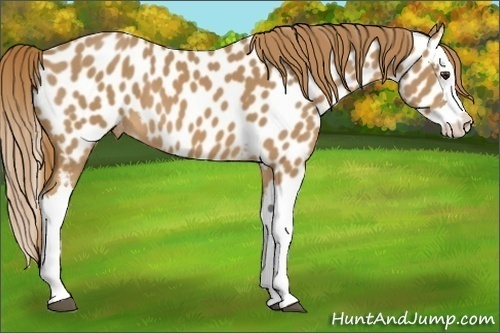 Horse Color:Chestnut Splash Near Leopard 
