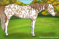 Horse Color:Chestnut Splash Near Leopard 