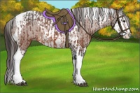 Horse Color:Bay Splash Tobiano Appaloosa  and Bay Splash Tobiano Appaloosa 